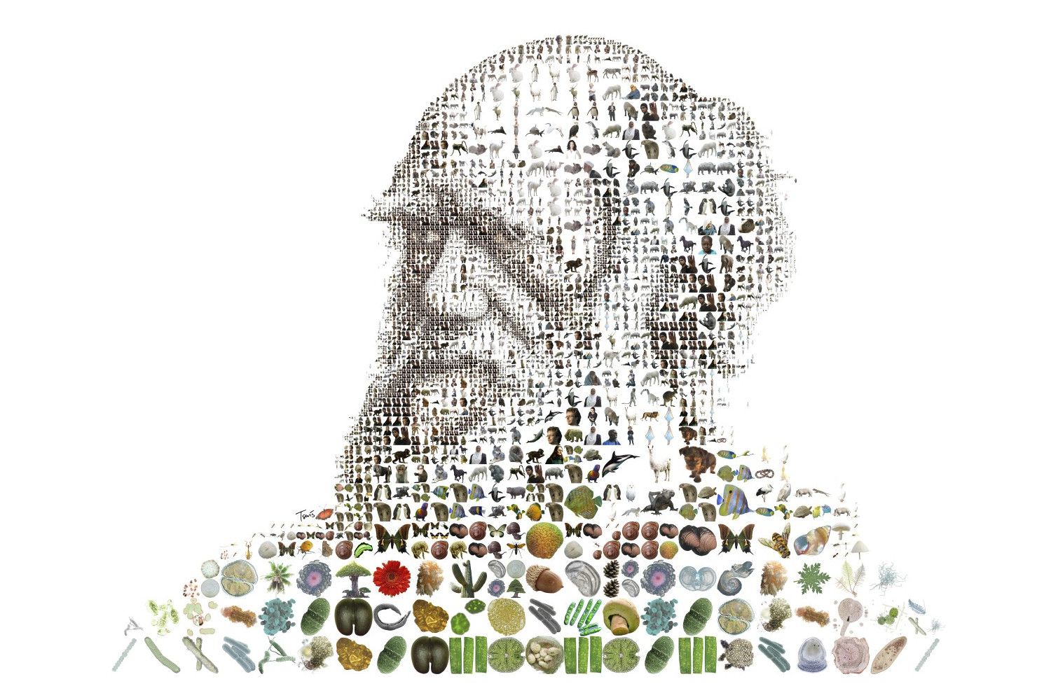 Charis Tsevis - Charles Darwin for Time magazine