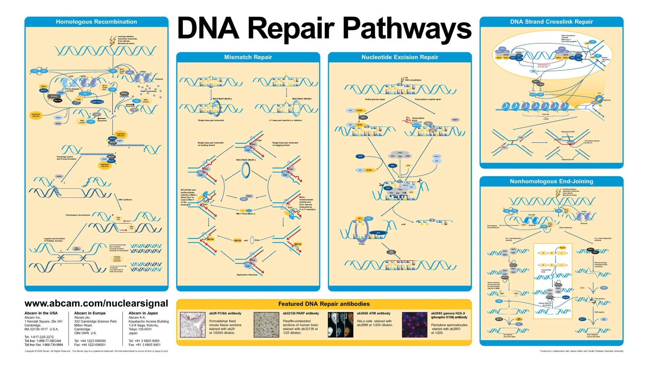 Pharmaceutical Intelligence - DNA Repair Pathways
