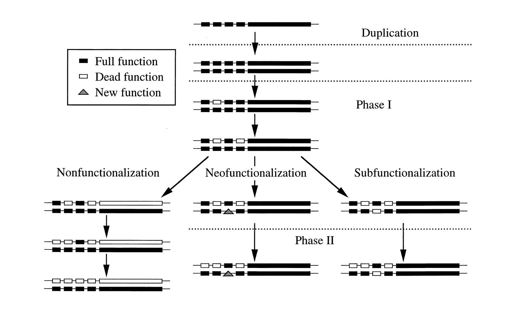 Duplication and functionalization