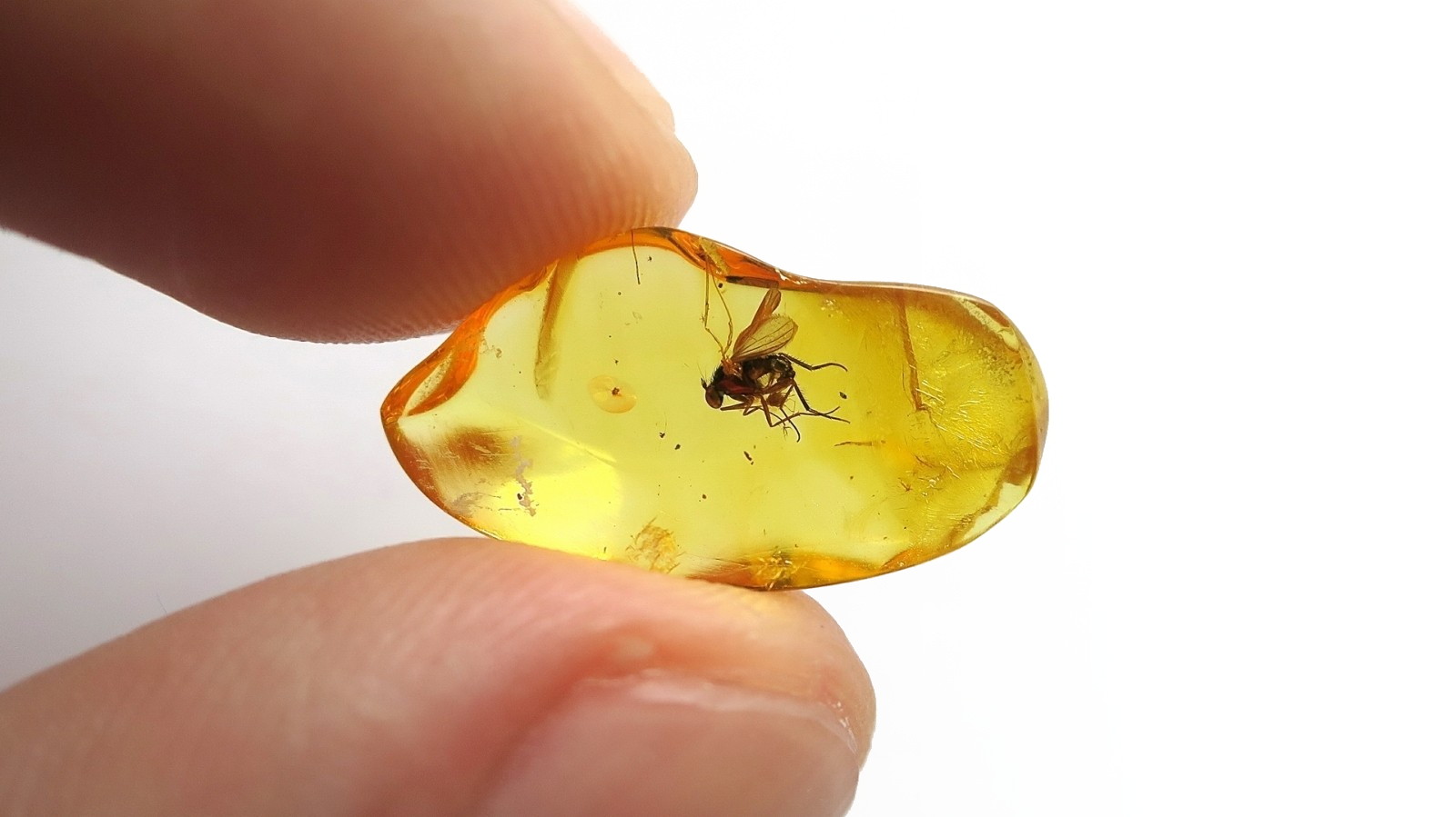 Fossil fly in Baltic amber