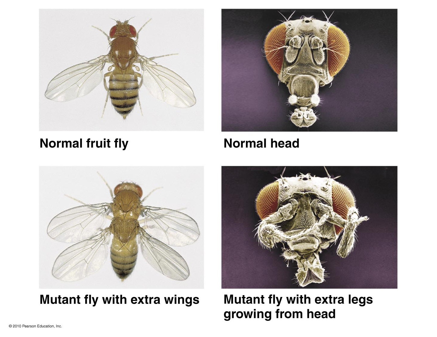 Full Frontal Anatomy