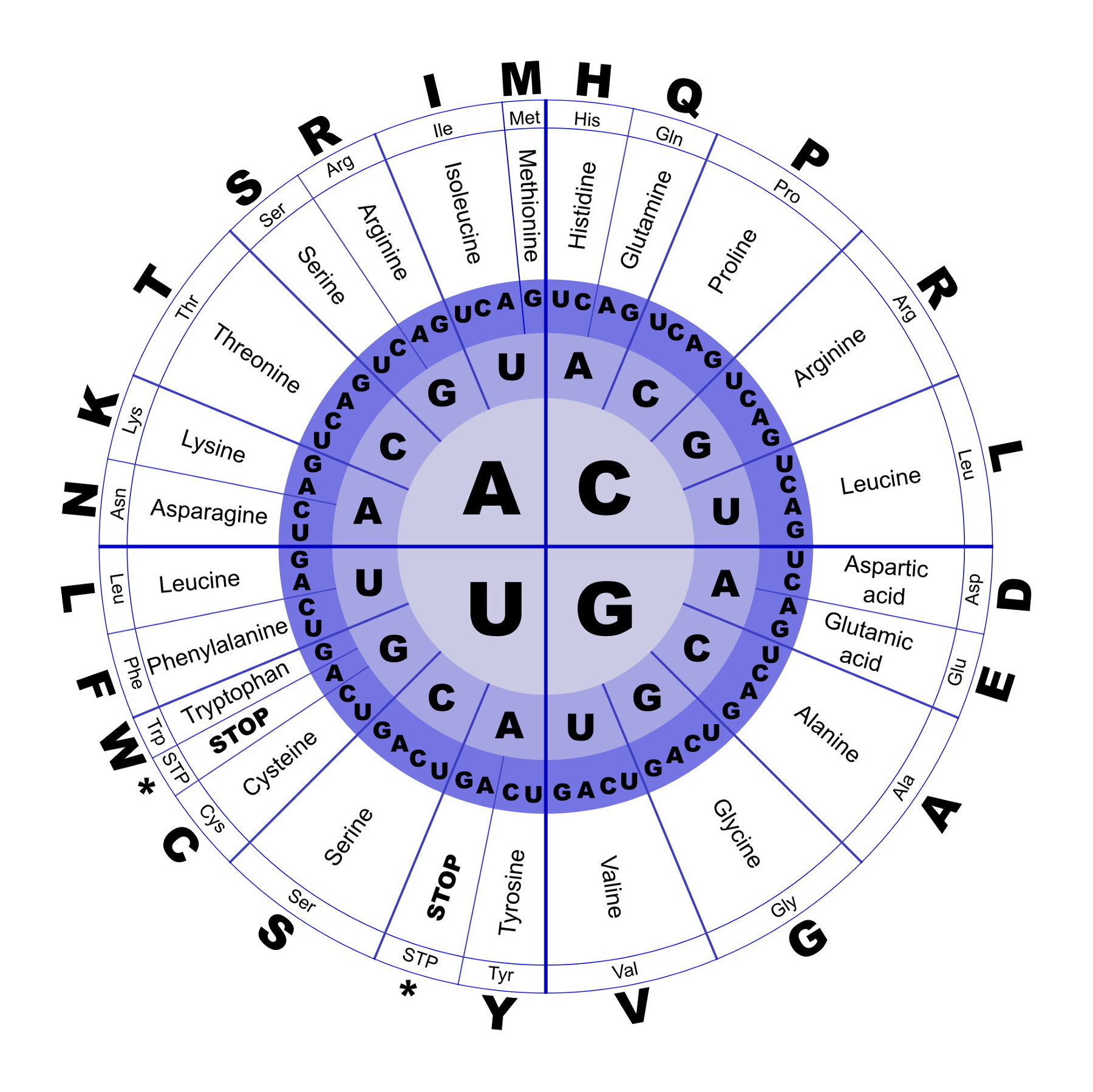 Towards Data Science - Genetic code chart for RNA