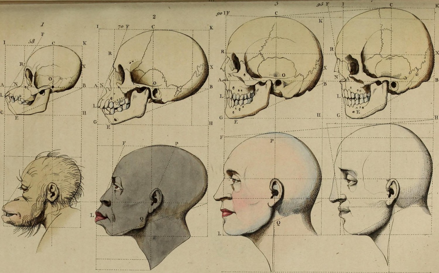 Dictionnaire pittoresque d'histoire naturelle et des phénomènes de la nature (1838)