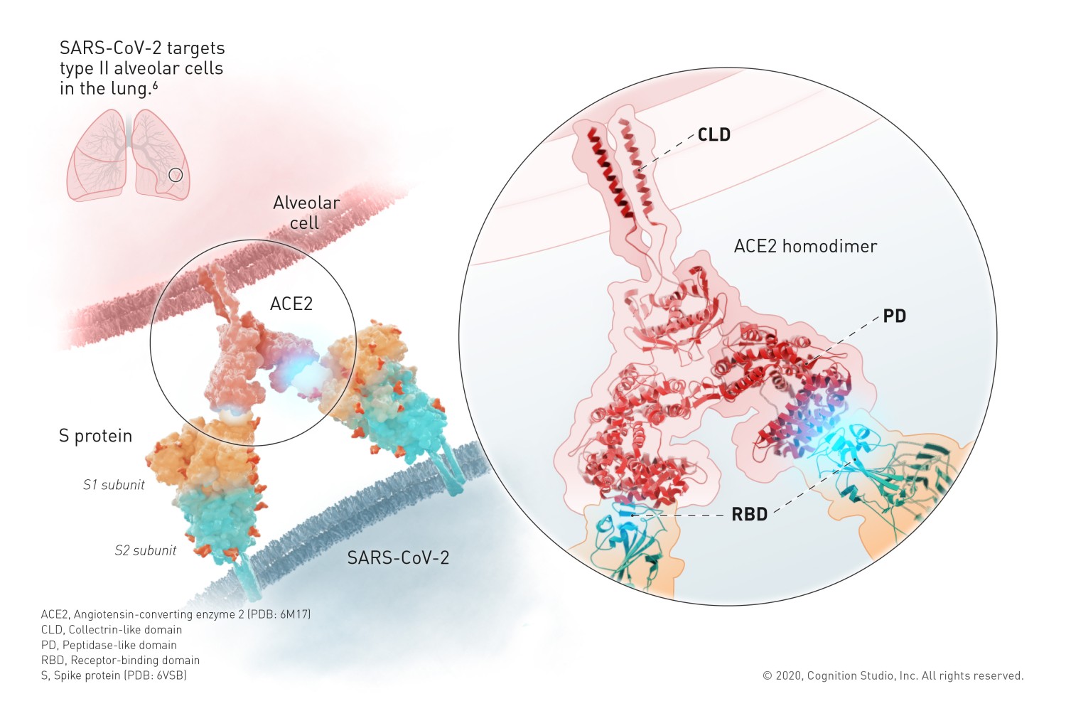 The spike protein containing the RNA of the virus attaches to an ACE2 receptor in order to invade the cell