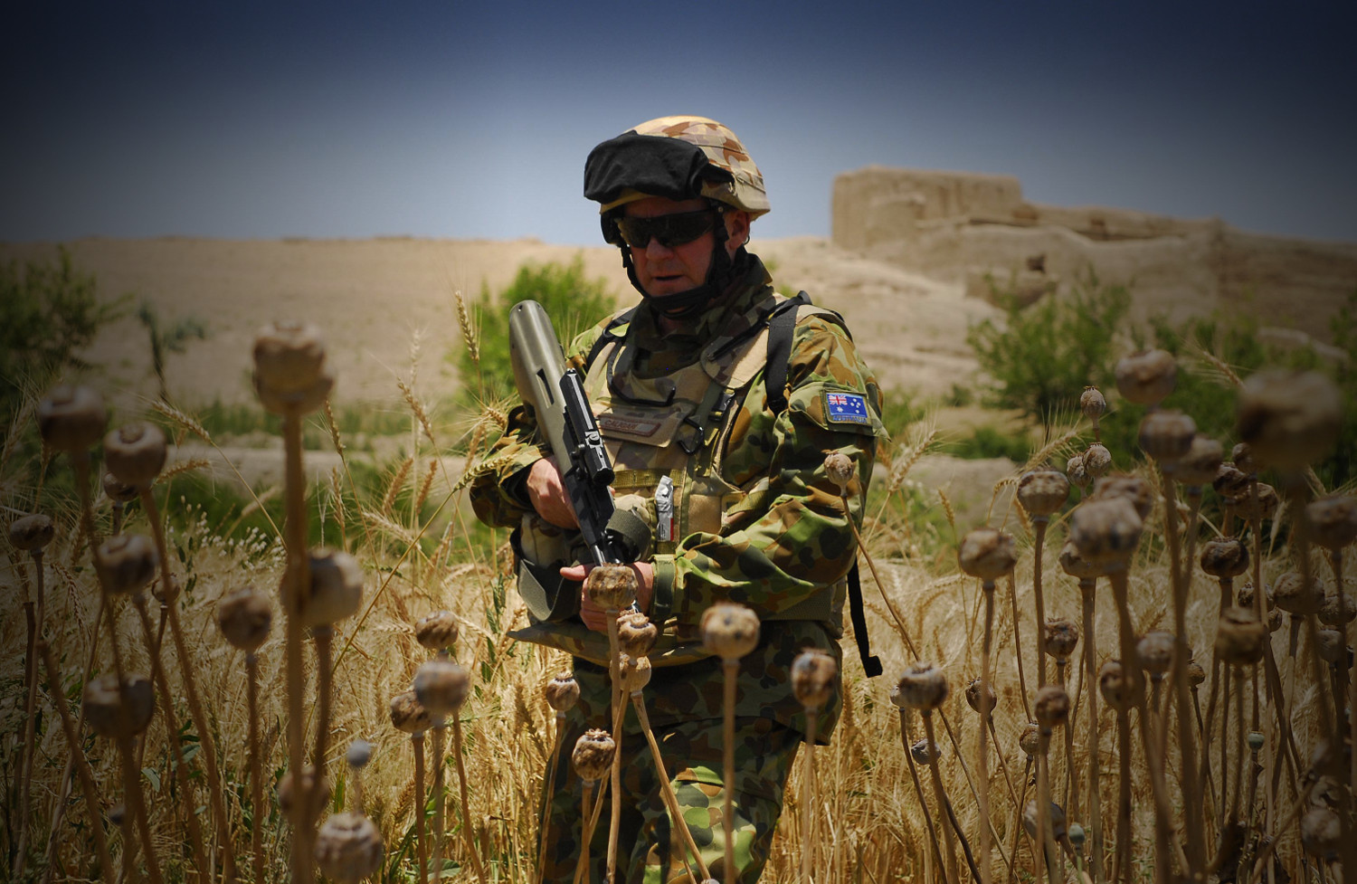 NATO Soldier guarding a poppy field in Afghanistan