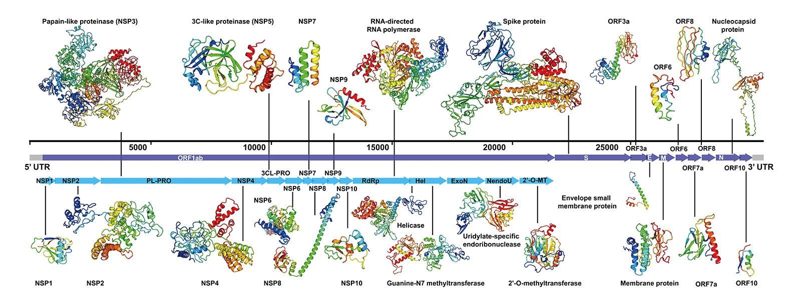 UMich Yang Zhang's Research Group - Genome-wide Structure and Function Modeling of SARS-CoV-2 Virus